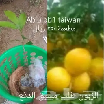 شتلات تمر الهند مطعمة و8 شتلات من تايلند نادر 7