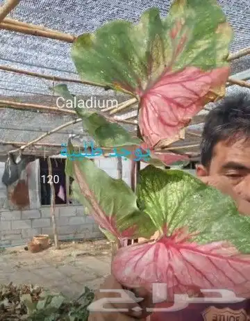شتلات تمر الهند مطعمة و8 شتلات من تايلند نادر 49