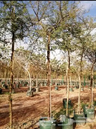 تنسيق حدائق 3