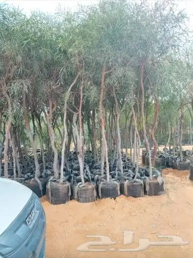 تنسيق حدائق 2