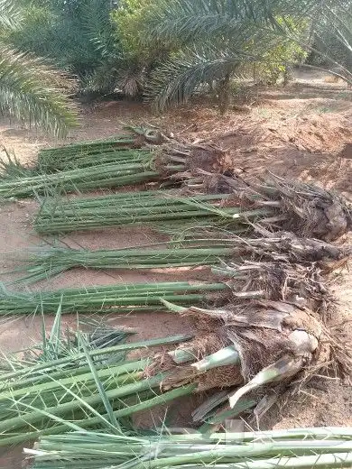 فسايل اخلاص وصقعي وبرحي وأنواع اخرا 1