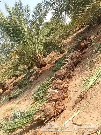 فسايل اخلاص وصقعي وبرحي وأنواع اخرا 0