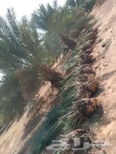 فسايل اخلاص وصقعي وبرحي وأنواع اخرا 2