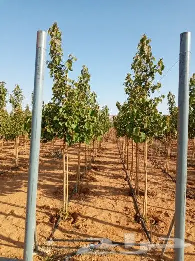 تنسيق حدائق 1