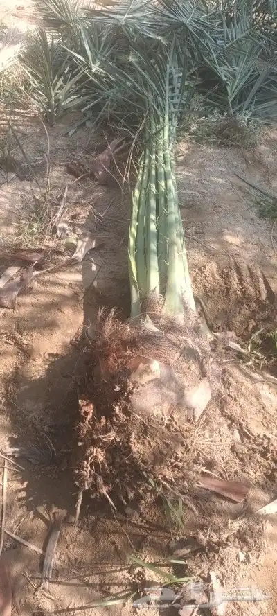 يوجد لدينا جميع انواع انخيل 0
