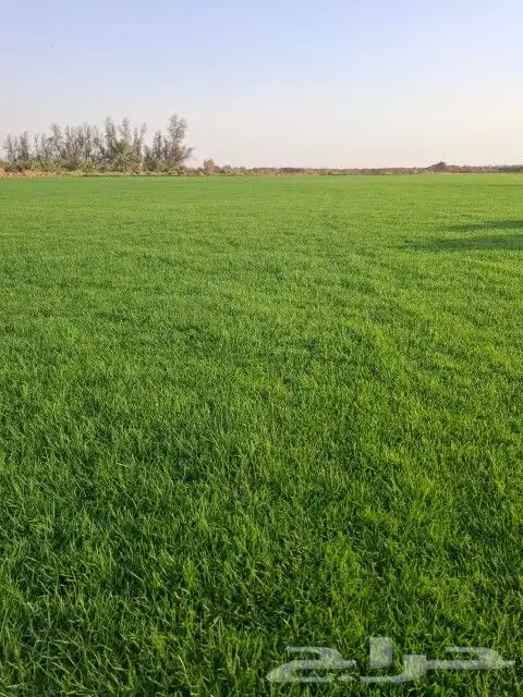 ثيل سي 2000صافي وطبيعي الموقع الخرج 5