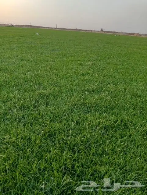 ثيل سي 2000صافي وطبيعي الموقع الخرج 0