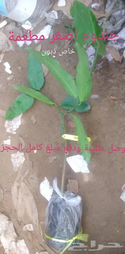 شتلات تمر الهند مطعمة و8 شتلات من تايلند نادر 21