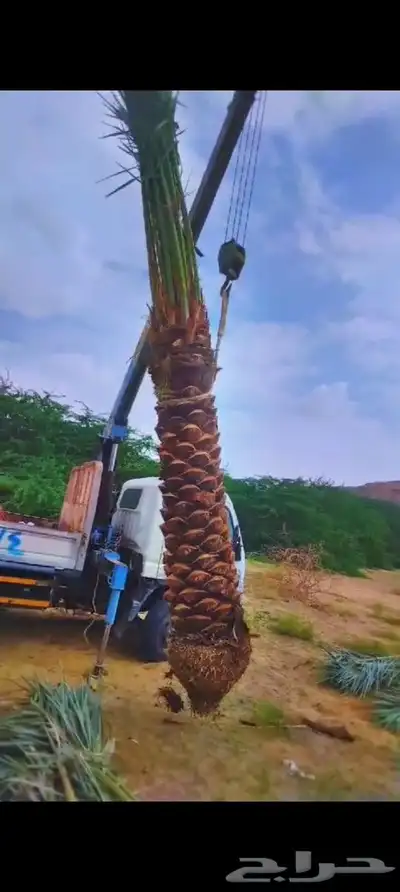 يوجد لدينا جميع انواع انخيل 3