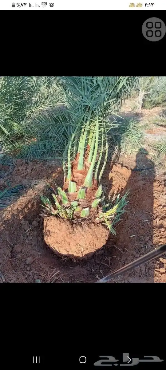 تسوير الاراضي والمزارع بالشبك 8
