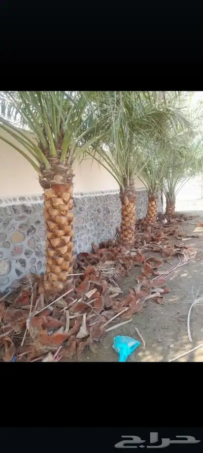 يوجد لدينا جميع انواع انخيل 8