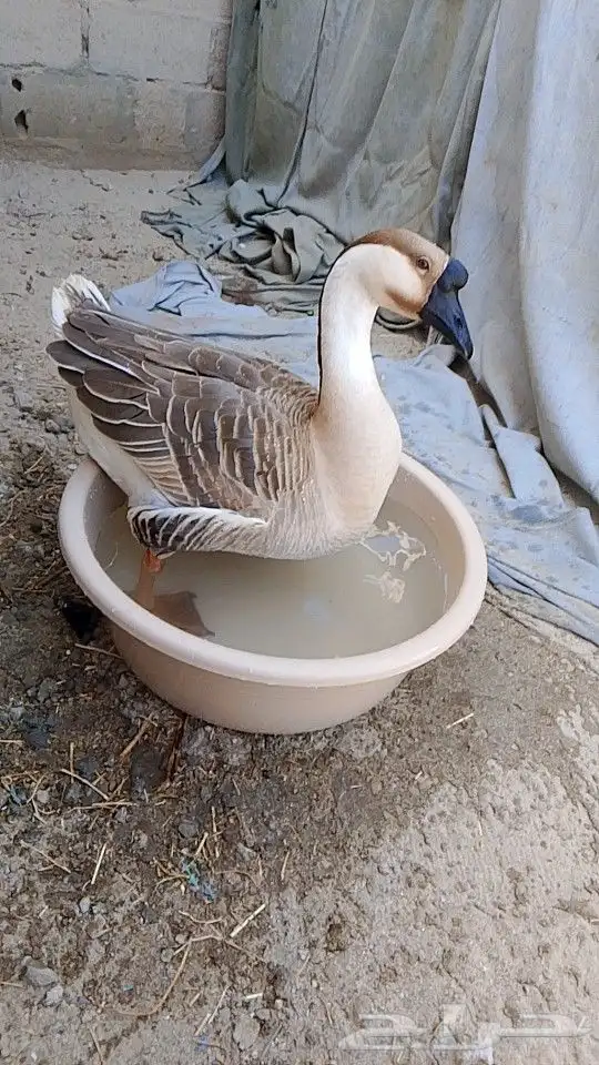 للبيع ذكر وز عراقي كوبرا منتج 0