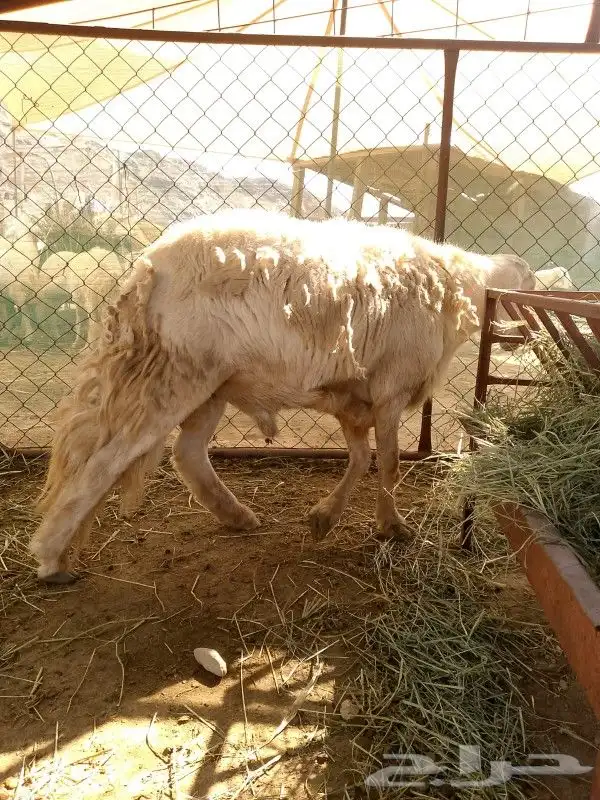 فحل حري سنه رباع 1