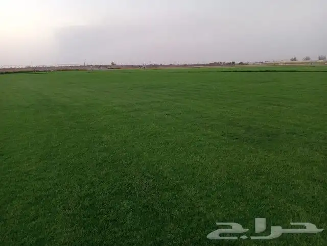 ثيل سي 2000صافي وطبيعي الموقع الخرج 3