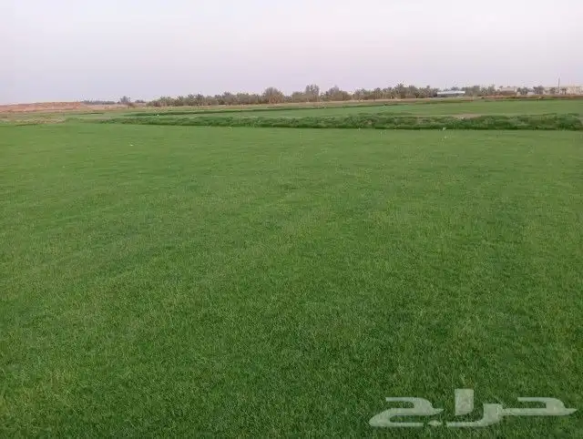 ثيل سي 2000صافي وطبيعي الموقع الخرج 2