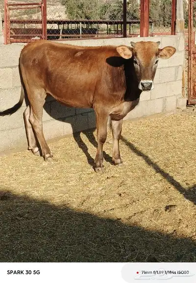 حسيل و2حسايل المانيات 3