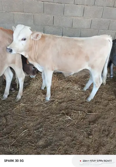حسيل و2حسايل المانيات 5