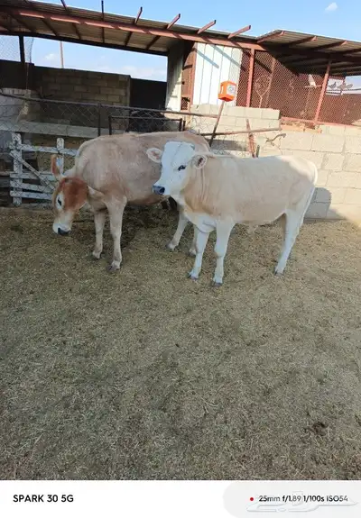 حسيل و2حسايل المانيات 2