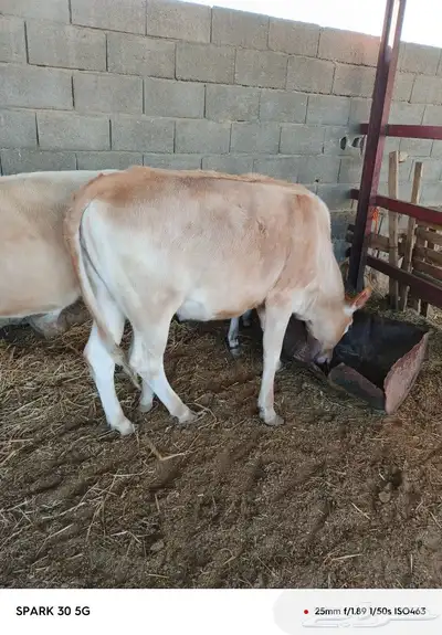 حسيل و2حسايل المانيات 4