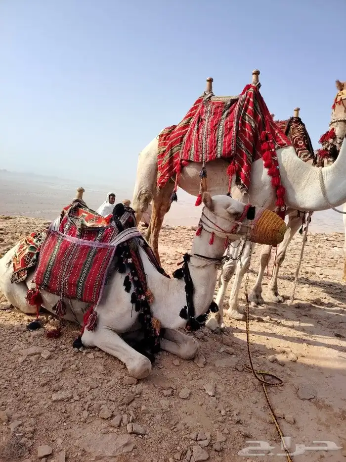 اجار جمل لمدرسه لتصوير لفعاليات جمال رحول زلول ركبي اجار خيل 0