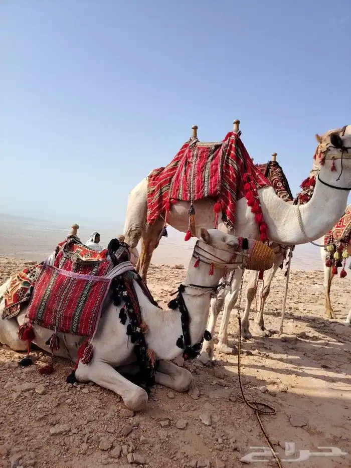 اجار جمل لمدرسه لتصوير لفعاليات جمال رحول زلول ركبي اجار خيل 1