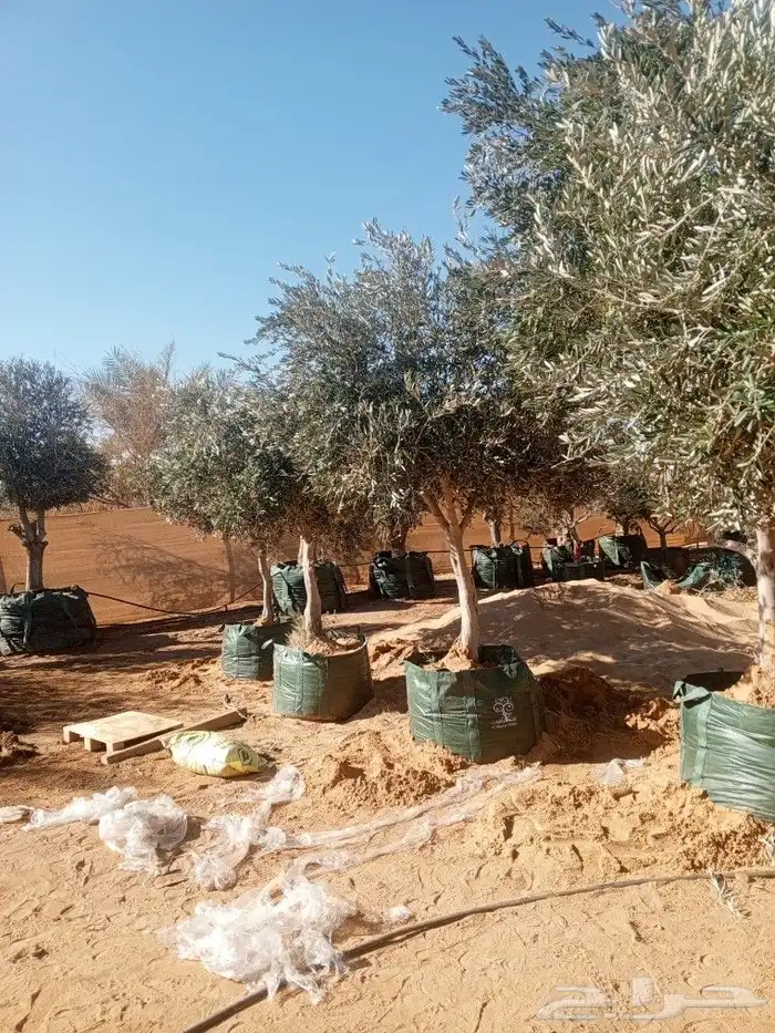 يوجد لدينا جميع انواع الزيتون ونخيل والبرتقال والليمون 7