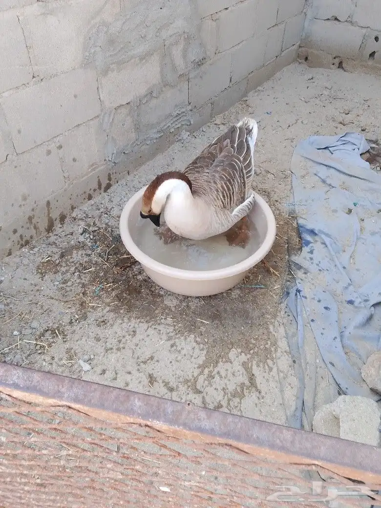 للبيع ذكر وز عراقي كوبرا منتج 2