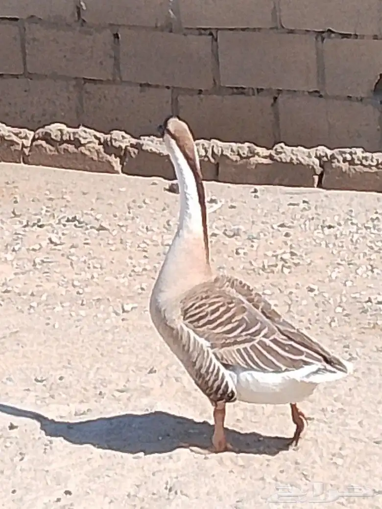 للبيع ذكر وز عراقي كوبرا منتج 3