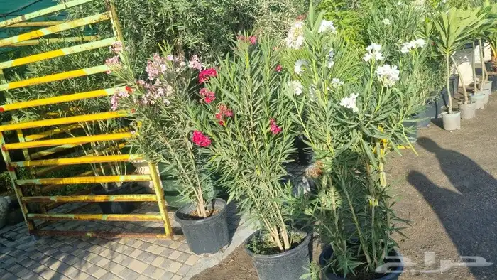 تنسيق حدائق 5