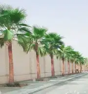 نخل عربي واشنطوني للبيع 2
