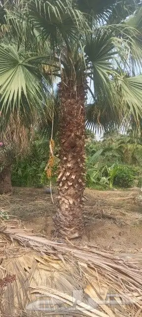 نخل عربي واشنطوني للبيع 9
