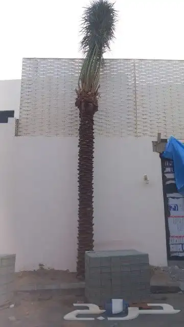 نخل للبيع عربي وزينه 4