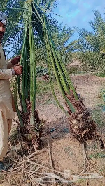 يوجد الدينا جميع أنواع النخل 2
