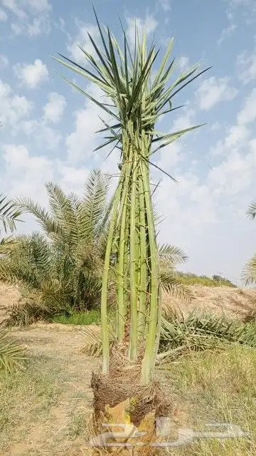 يوجد الدينا جميع أنواع النخل 1