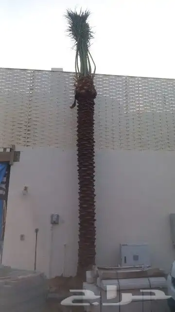 نخل للبيع عربي وزينه 3