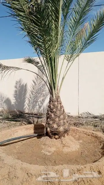 يوجد الدينا جميع أنواع النخل 7