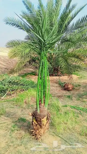 يوجد الدينا جميع أنواع النخل 8