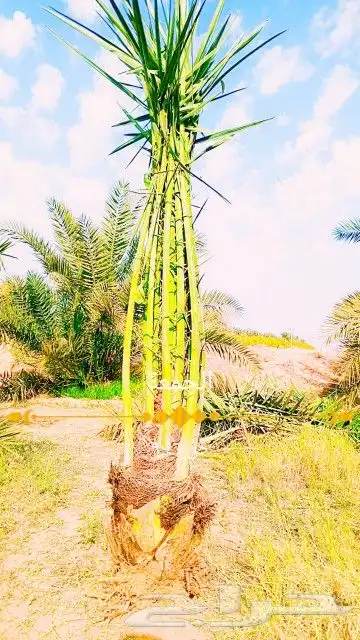 يوجد الدينا جميع أنواع النخل 0