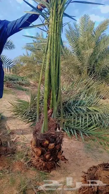 يوجد الدينا جميع أنواع النخل 3