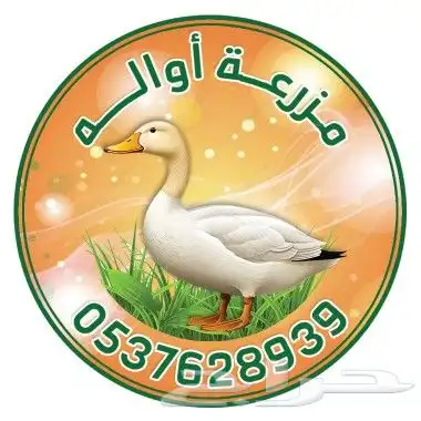 بط بكيني مذبوح مبرد 0