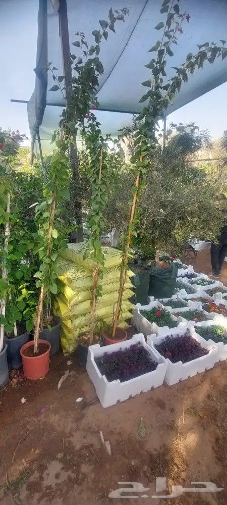 اشجارجهنميه جميع المقاسات في الرياض توصيل وغرس ونوصل برا الر 6