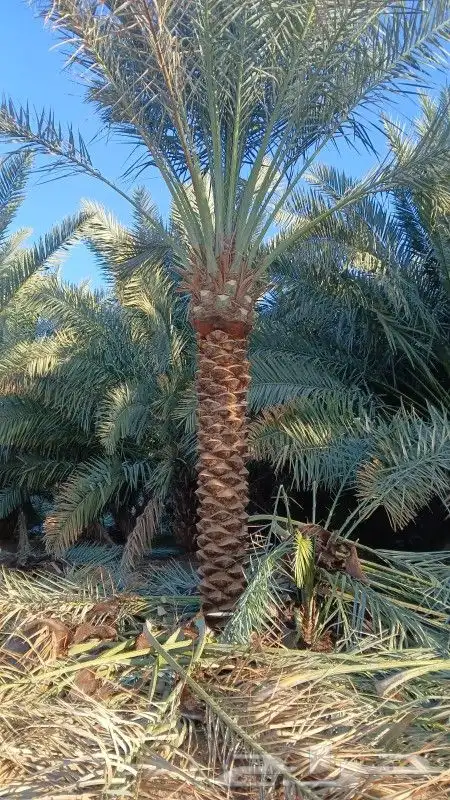 نخل للبيع بسعر مناسب 7