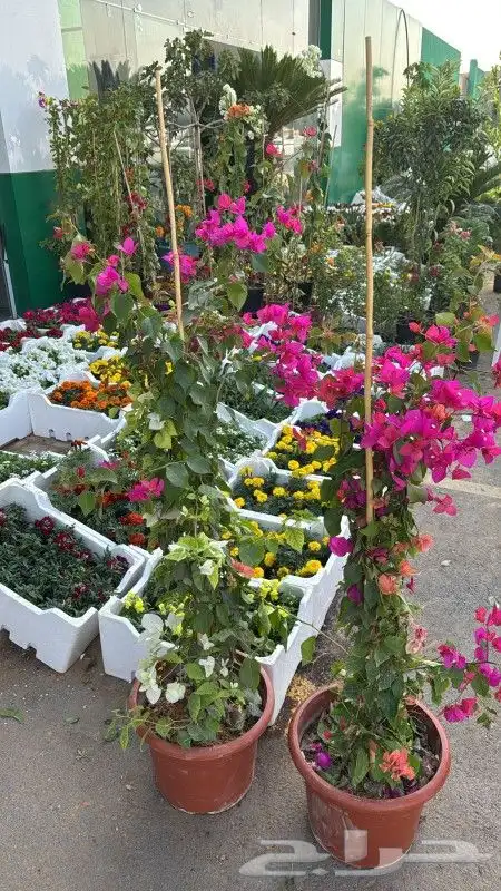 اشجارجهنميه جميع المقاسات في الرياض توصيل وغرس ونوصل برا الر 5