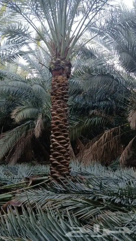 نخل للبيع بسعر مناسب 6