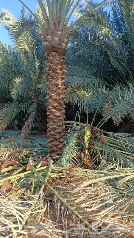 نخل للبيع بسعر مناسب 8