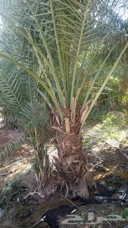 يوجد الدينا جميع أنواع النخل 4