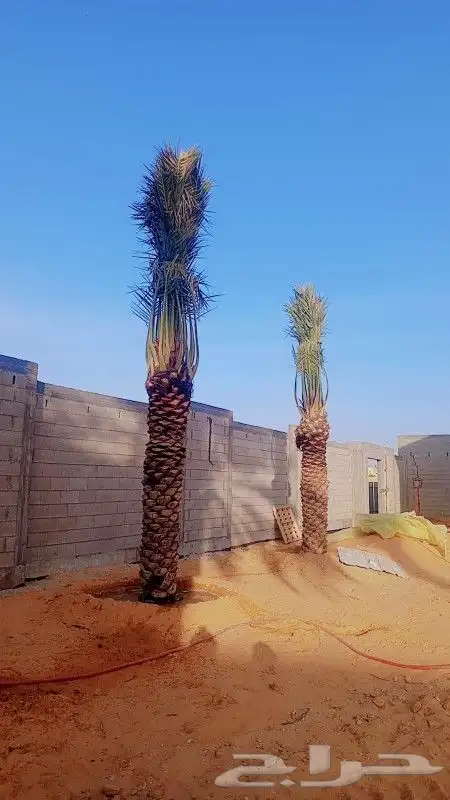 يوجد الدينا جميع أنواع النخل 6