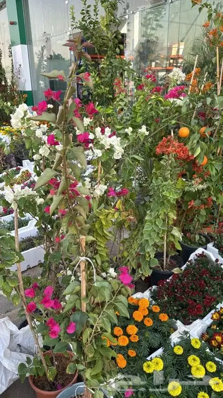 اشجارجهنميه جميع المقاسات في الرياض توصيل وغرس ونوصل برا الر 4