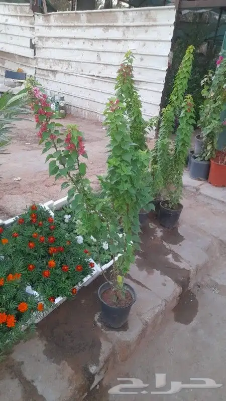 اشجارجهنميه جميع المقاسات في الرياض توصيل وغرس ونوصل برا الر 3