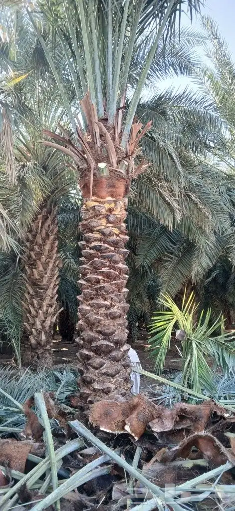 نخل للبيع بسعر مناسب 3